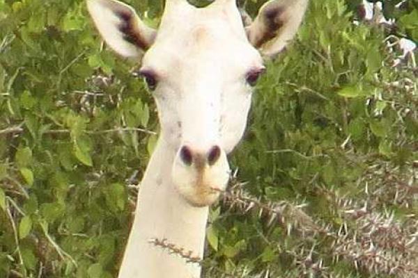 В Кении в объектив фотографа попал необычный белый жираф