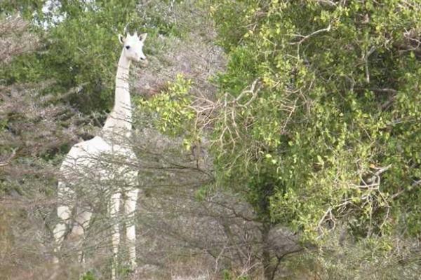 В Кении в объектив фотографа попал необычный белый жираф