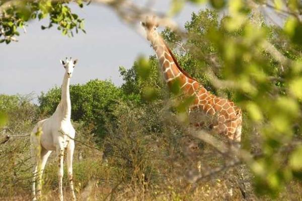 В Кении в объектив фотографа попал необычный белый жираф