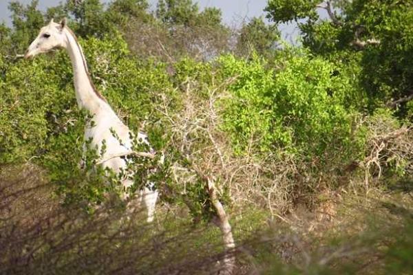 В Кении в объектив фотографа попал необычный белый жираф