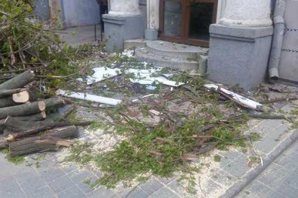 В центре Харькова упавшее дерево травмировало девушку В центре Харькова упавшее дерево травмировало девушку