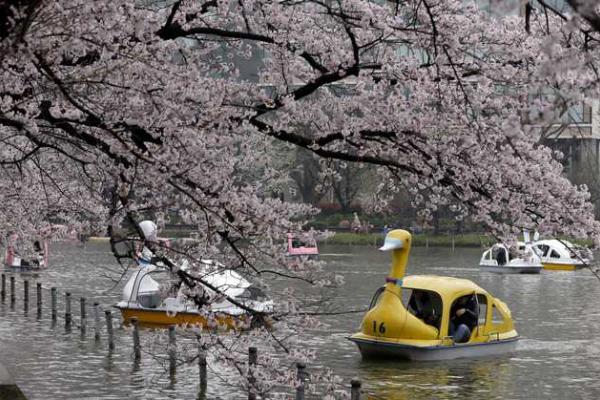 Японские города стали розовыми: расцвела сакура