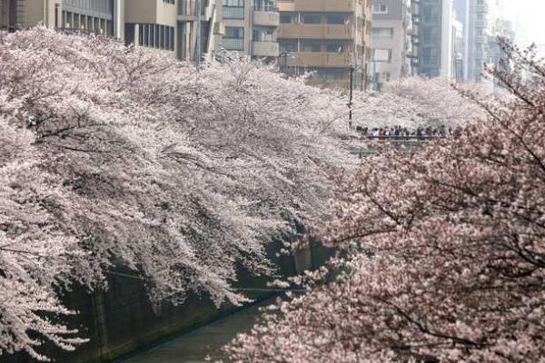 Японские города стали розовыми: расцвела сакура