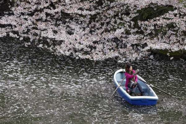 Японские города стали розовыми: расцвела сакура