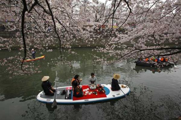 Японские города стали розовыми: расцвела сакура
