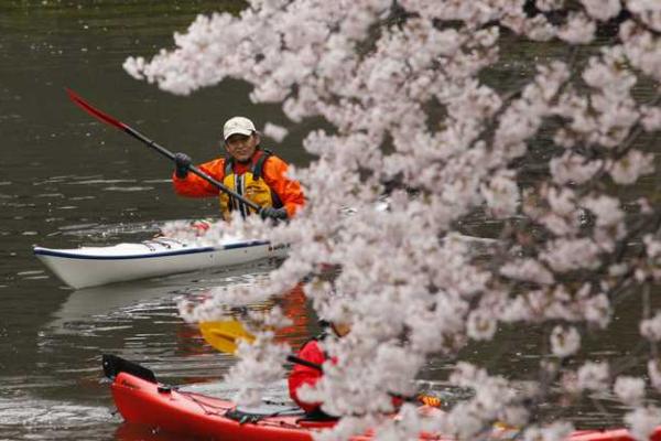 Японские города стали розовыми: расцвела сакура