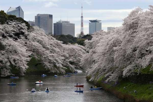 Японские города стали розовыми: расцвела сакура