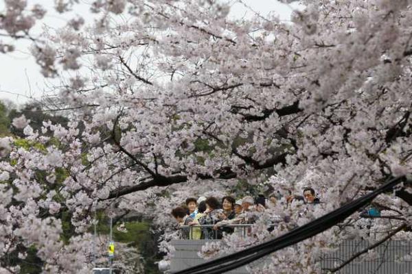 Японские города стали розовыми: расцвела сакура