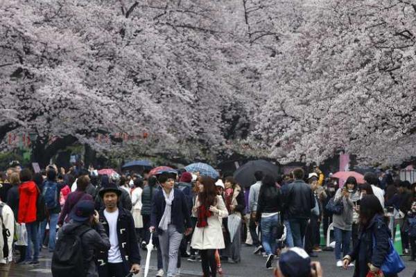 Японские города стали розовыми: расцвела сакура