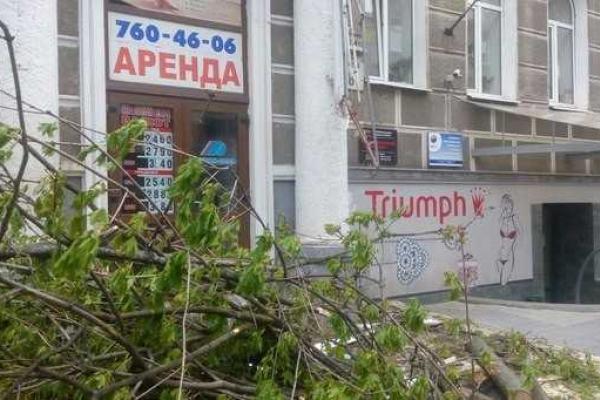 В центре Харькова упавшее дерево травмировало девушку В центре Харькова упавшее дерево травмировало девушку