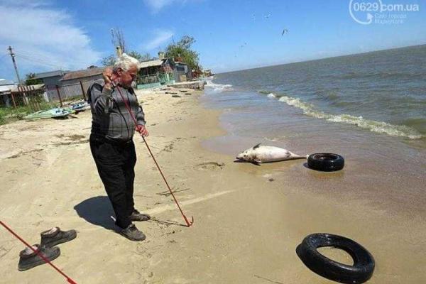 В Мариуполе на пляже обнаружено тело мертвого дельфина