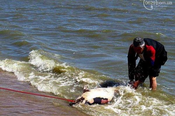 В Мариуполе на пляже обнаружено тело мертвого дельфина