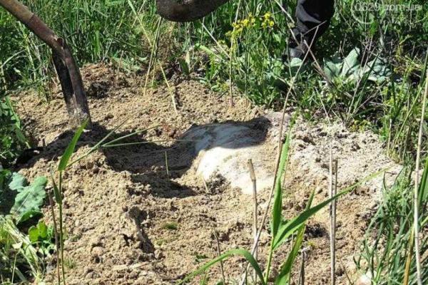 В Мариуполе на пляже обнаружено тело мертвого дельфина