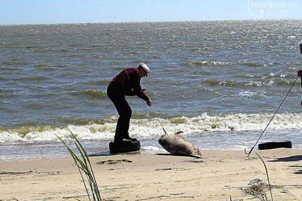 В Мариуполе на пляже обнаружено тело мертвого дельфина