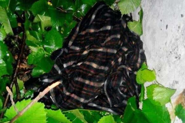 Киевская полиция просит помощи в розыске вооруженного преступника