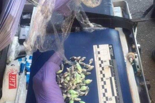 В Киеве у задержанного наркоторговца изъяли товара на 700 тысяч гривен