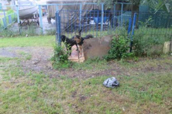 Страшная находка: в Николаеве на территории школы нашли пакет с телом новорожденного младенца Страшная находка: в Николаеве на территории школы нашли пакет с телом новорожденного младенца