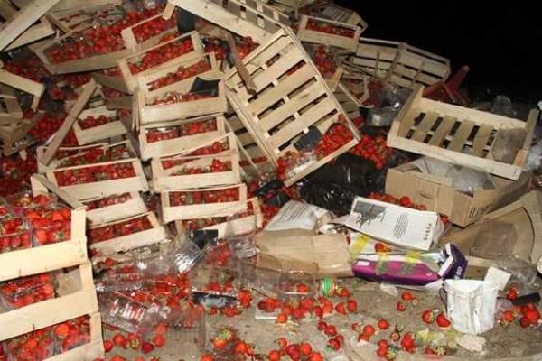 В Краснодарском крае под бульдозер пустили 40 тонн украинской клубники В Краснодарском крае под бульдозер пустили 40 тонн украинской клубники