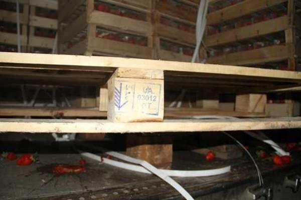 В Краснодарском крае под бульдозер пустили 40 тонн украинской клубники В Краснодарском крае под бульдозер пустили 40 тонн украинской клубники