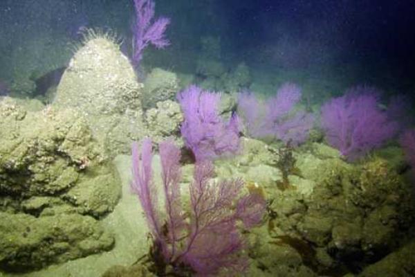 Ученые-океанологи у побережья Калифорнии нашли загадочный живой фиолетовый шар