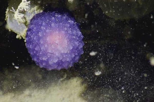 Ученые-океанологи у побережья Калифорнии нашли загадочный живой фиолетовый шар