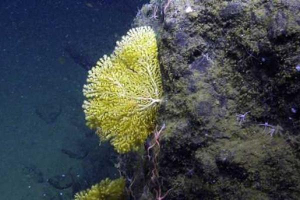 Ученые-океанологи у побережья Калифорнии нашли загадочный живой фиолетовый шар