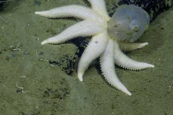 Ученые-океанологи у побережья Калифорнии нашли загадочный живой фиолетовый шар