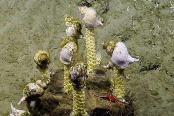 Ученые-океанологи у побережья Калифорнии нашли загадочный живой фиолетовый шар