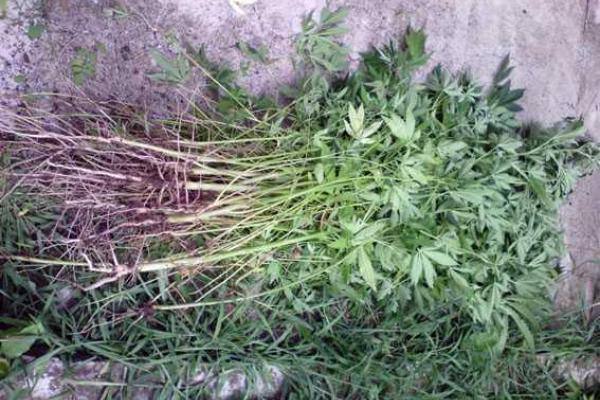 В Краматорске полиция обнаружила плантацию конопли во дворе частного дома В Краматорске полиция обнаружила плантацию конопли во дворе частного дома