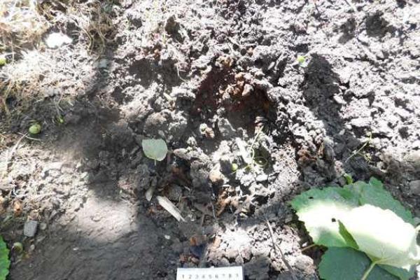 На Донетчине пьяный участник ссоры метнул в оппонента боевую гранату На Донетчине пьяный участник ссоры метнул в оппонента боевую гранату