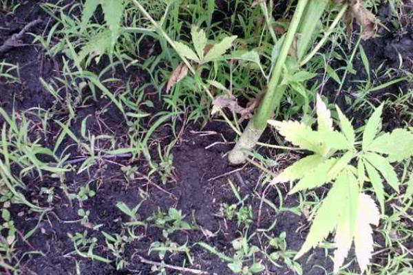 В Краматорске полиция обнаружила плантацию конопли во дворе частного дома В Краматорске полиция обнаружила плантацию конопли во дворе частного дома