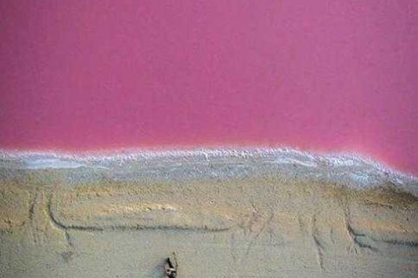 В сети появились снимки уникальной розовой лагуны, расположенной в Мексике В сети появились снимки уникальной розовой лагуны, расположенной в Мексике