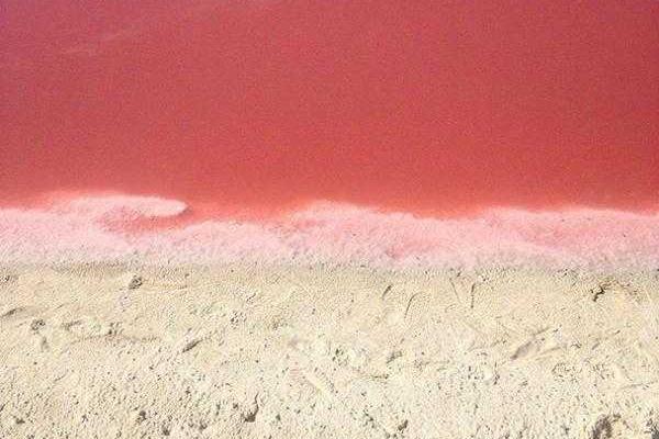 В сети появились снимки уникальной розовой лагуны, расположенной в Мексике В сети появились снимки уникальной розовой лагуны, расположенной в Мексике