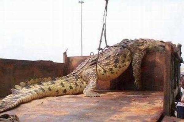 В Уганде поймали гигантского крокодила-людоеда В Уганде поймали гигантского крокодила-людоеда