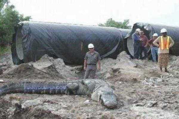 В Уганде поймали гигантского крокодила-людоеда В Уганде поймали гигантского крокодила-людоеда