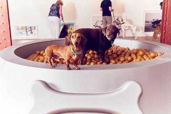 В Лондоне провели первую в мире выставку современного искусства для собак В Лондоне провели первую в мире выставку современного искусства для собак