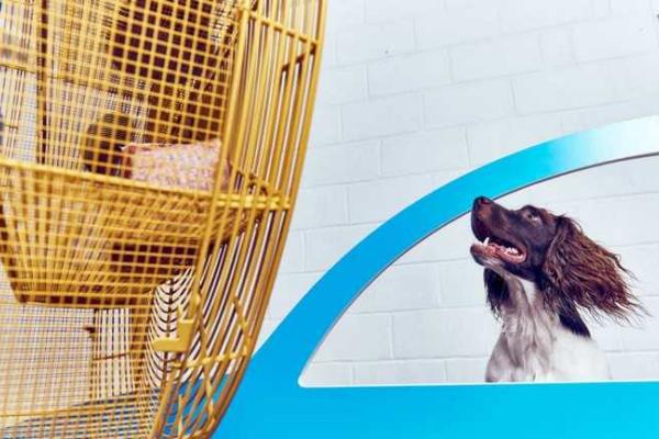 В Лондоне провели первую в мире выставку современного искусства для собак В Лондоне провели первую в мире выставку современного искусства для собак