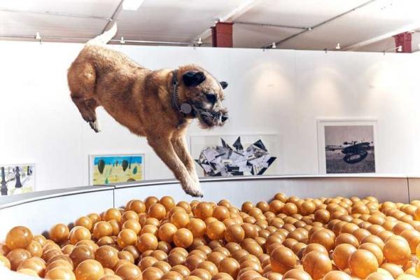 В Лондоне провели первую в мире выставку современного искусства для собак В Лондоне провели первую в мире выставку современного искусства для собак