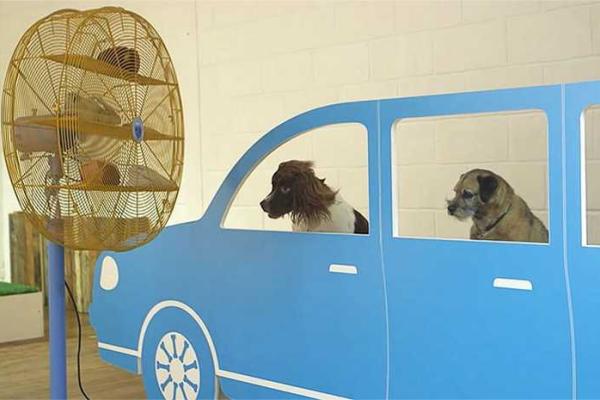 В Лондоне провели первую в мире выставку современного искусства для собак В Лондоне провели первую в мире выставку современного искусства для собак