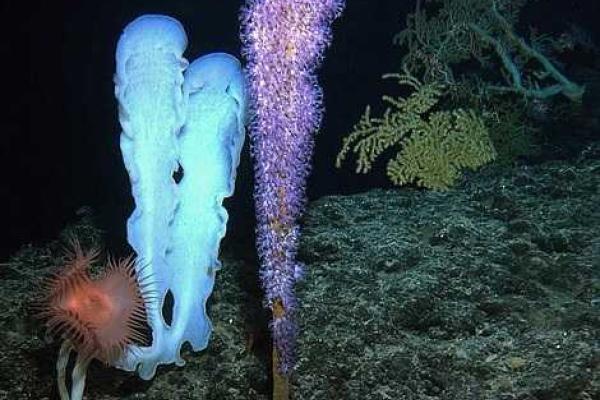 Вблизи Гавайских островов исследователи в глубоководном вулкане обнаружили неизвестных науке животных