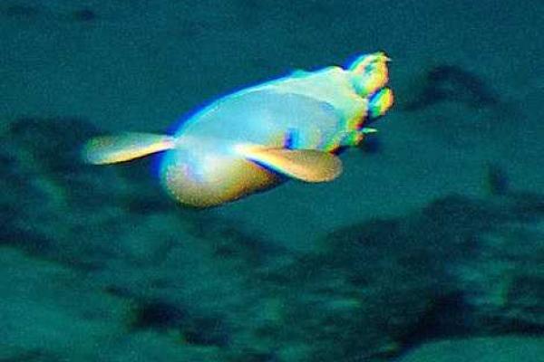 Вблизи Гавайских островов исследователи в глубоководном вулкане обнаружили неизвестных науке животных