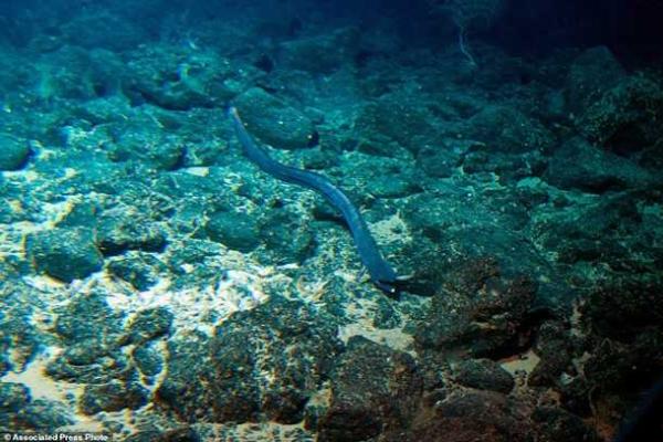 Вблизи Гавайских островов исследователи в глубоководном вулкане обнаружили неизвестных науке животных