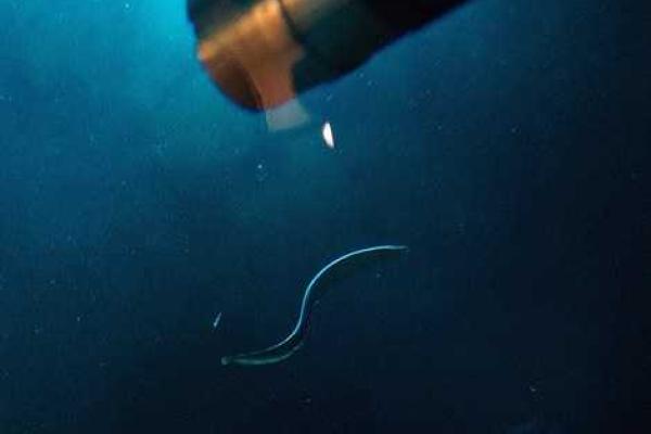 Вблизи Гавайских островов исследователи в глубоководном вулкане обнаружили неизвестных науке животных