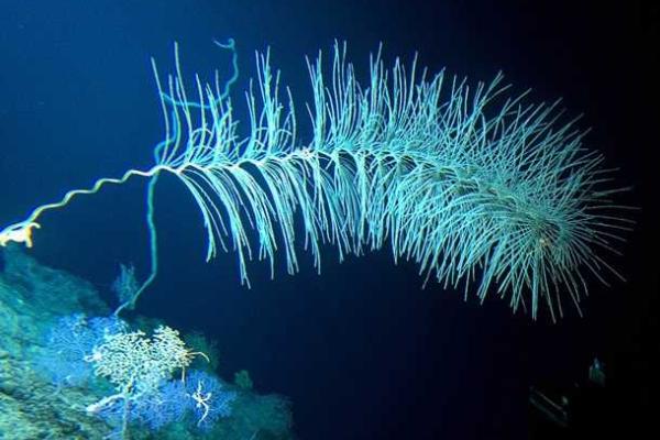 Вблизи Гавайских островов исследователи в глубоководном вулкане обнаружили неизвестных науке животных