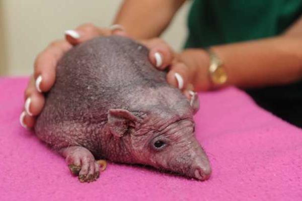 В Британии лысому ежу делают стимулирующий массаж для роста иголок В Британии лысому ежу делают стимулирующий массаж для роста иголок