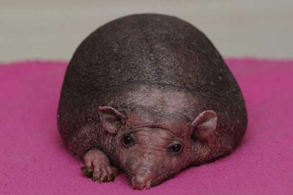 В Британии лысому ежу делают стимулирующий массаж для роста иголок В Британии лысому ежу делают стимулирующий массаж для роста иголок