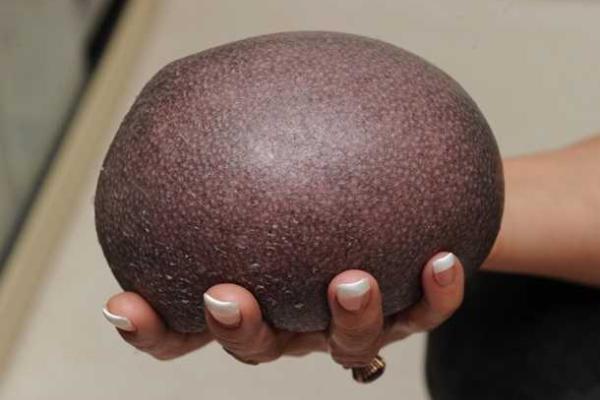 В Британии лысому ежу делают стимулирующий массаж для роста иголок В Британии лысому ежу делают стимулирующий массаж для роста иголок