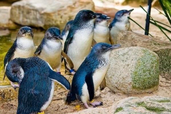 В Новой Зеландии построили подземный тоннель для самых маленьких в мире пингвинов В Новой Зеландии построили подземный тоннель для самых маленьких в мире пингвинов