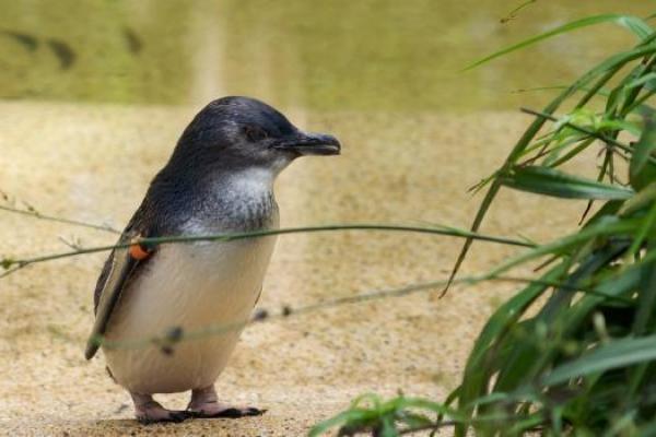 В Новой Зеландии построили подземный тоннель для самых маленьких в мире пингвинов В Новой Зеландии построили подземный тоннель для самых маленьких в мире пингвинов