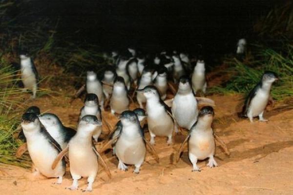 В Новой Зеландии построили подземный тоннель для самых маленьких в мире пингвинов В Новой Зеландии построили подземный тоннель для самых маленьких в мире пингвинов